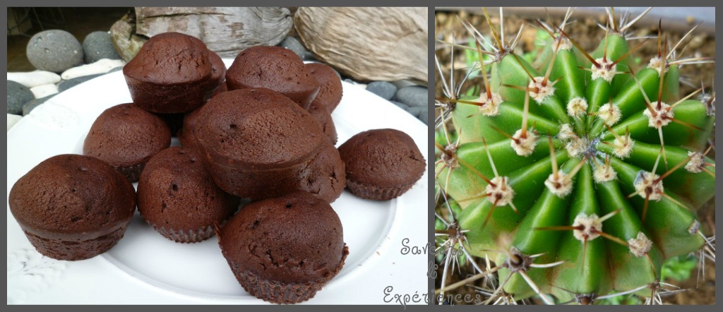 Cupcakes Cacao