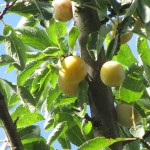 Les mirabelles